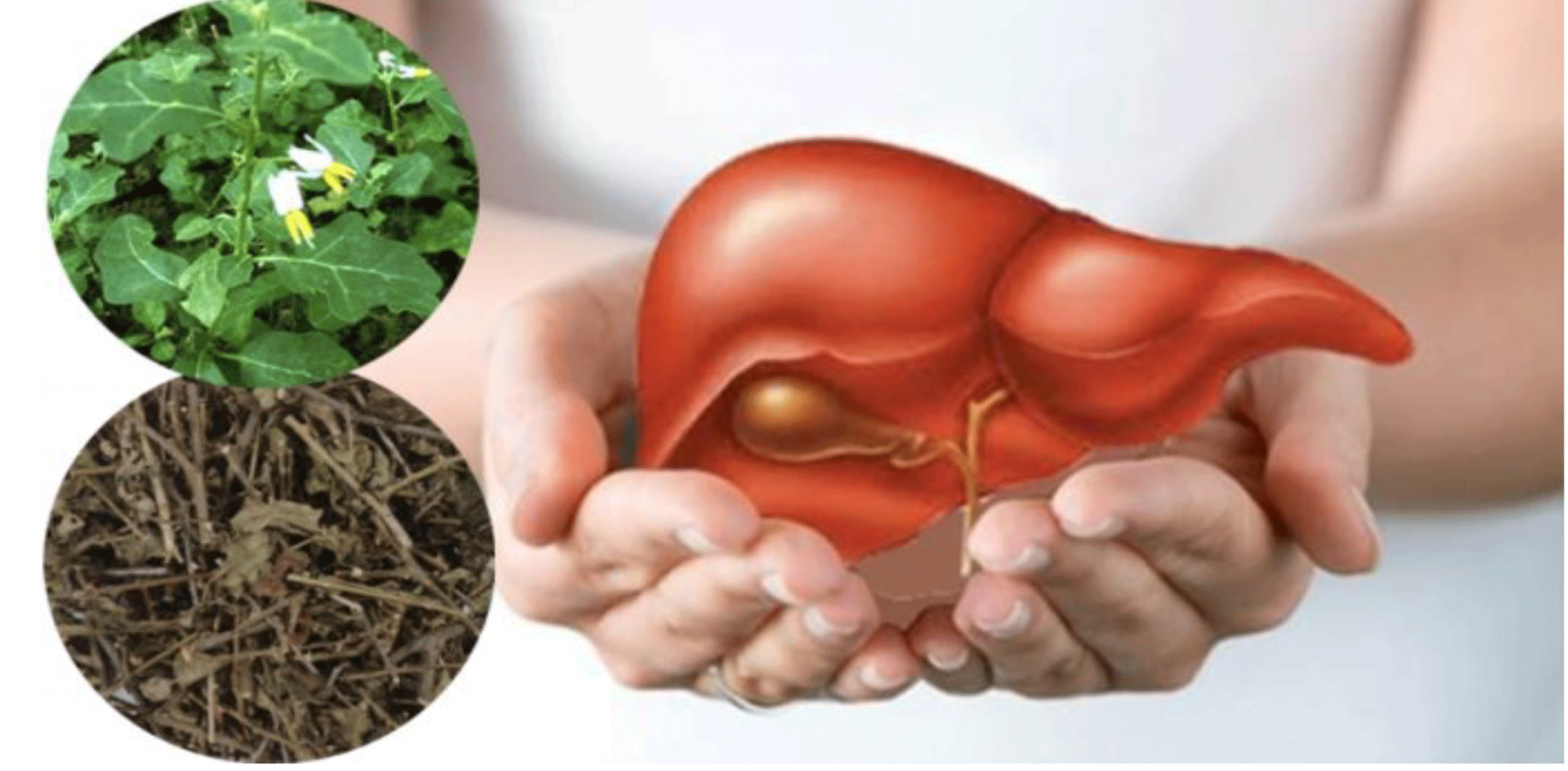 Cà gai leo điều trị bệnh gan hiệu quả 1